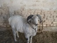 كبش, الأغنام — الصورة 5