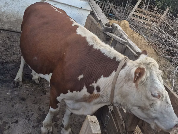 गाय, Latvian Blue cattle — कज़ाखस्तान