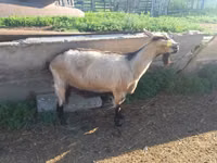 Ziege, Alpine goat — Foto 4