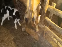 公牛, Holstein breed — 照片 3
