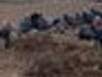 Turkeys — الصورة 5