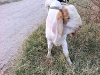 Ziegenbock, Boer goat — Foto 4