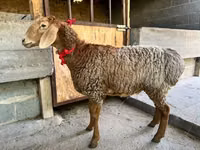 Schaf, Arashan sheep — Foto 2