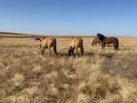 فرس, Mugalzhar horse — الصورة 3