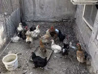 Chickens — Foto 3