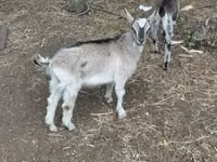 Ziegenbock, Ziegen — Foto 4