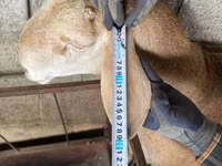 Widder, Afghan Arabi sheep — Foto 4
