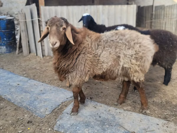 كبش, Arashan sheep — أوزبكستان