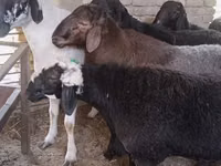 كبش, Hissar sheep — الصورة 3