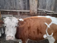 公牛, Simmental cattle — 照片 2