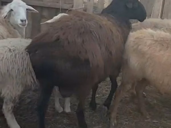 كبش, Hissar sheep — كازاخستان