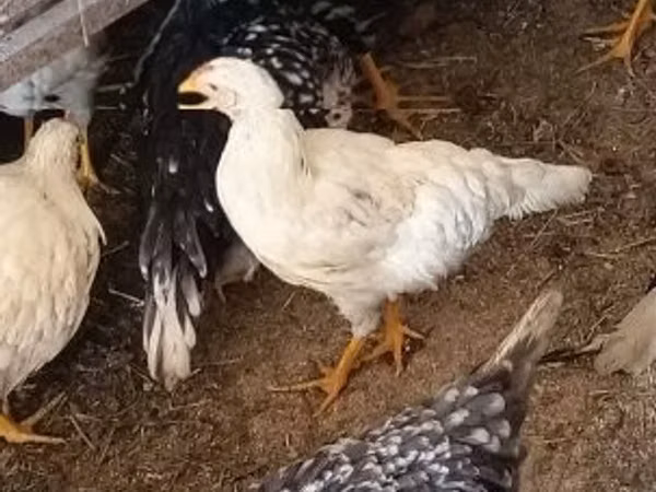 Chickens