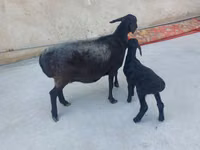 Ovejas (lote, sexo no especificado), Ovejas — foto 7