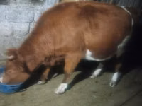 Kuh, Latvian Blue cattle — Foto 4