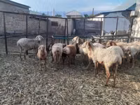 Schaf, Arashan sheep — Foto 4