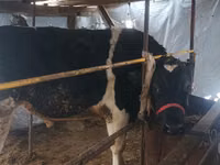 Bull, Cattle — photo 3