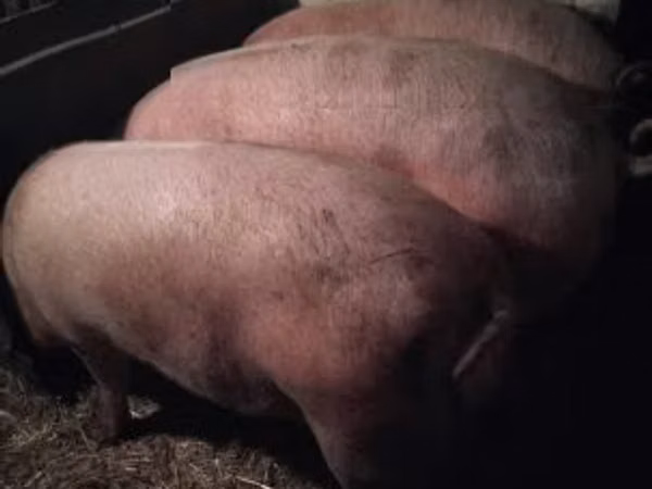 Eber, Schweine