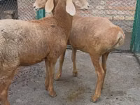Schaf, Arashan sheep — Foto 1