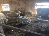 كبش, Merino sheep — الصورة 3
