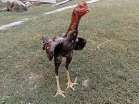 Chickens — الصورة 3
