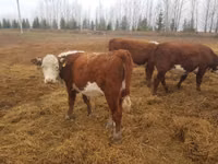 Bulle, Russian Black pied cattle — Foto 2