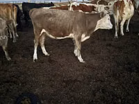 Kuh, Swiss cattle — Foto 8