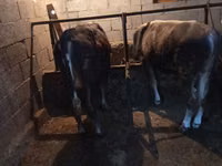 公牛, Cattle — 照片 2