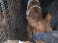 بقرة, Simmental cattle — الصورة 4
