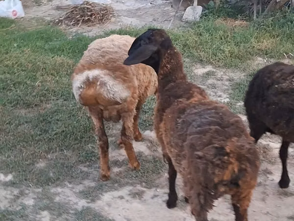 نعجة, الأغنام — كازاخستان
