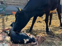 Sigir, Russian Black pied cattle — 3-rasm
