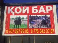 Қошқар, Қойлар — 1-сурет