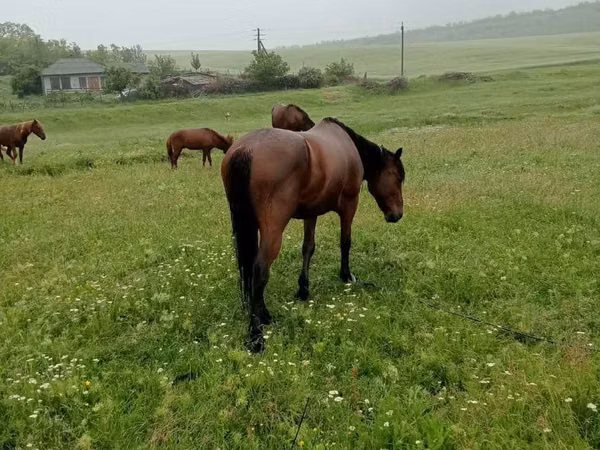 公马, Horses