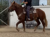 Caballo, Russian Heavy Draft — foto 1