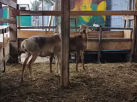 Schaf, Arashan sheep — Foto 8