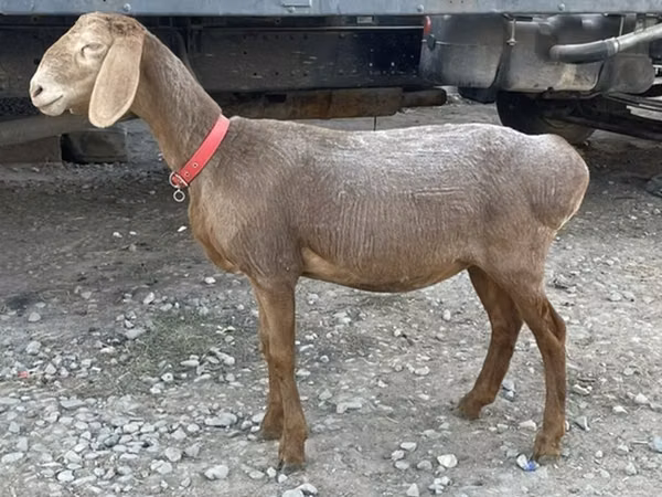 نعجة, Arashan sheep