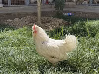 Chickens — foto 2
