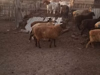 Widder, Hissar sheep — Foto 4