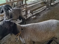أغنام (دفعة، الجنس غير محدد), Merino sheep — الصورة 4