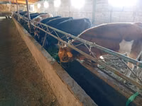 Kuh, Swiss cattle — Foto 5