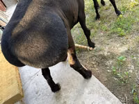 Ram, Sheep — photo 1
