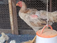 Chickens — Foto 3