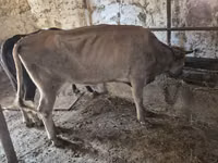 Sigir, Latvian Blue cattle — 3-rasm
