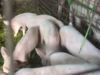 猪（批次，未指定性别）, Pigs — 照片 1
