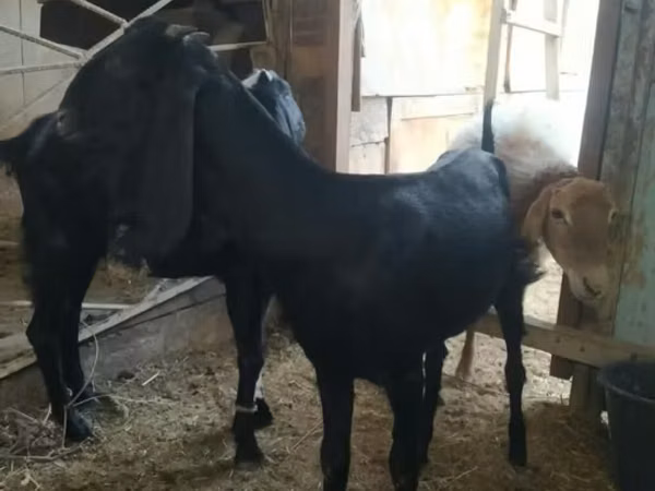 عنزة, Nubian Goat