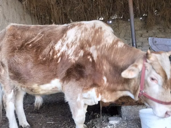 公牛, Simmental cattle — 乌兹别克斯坦