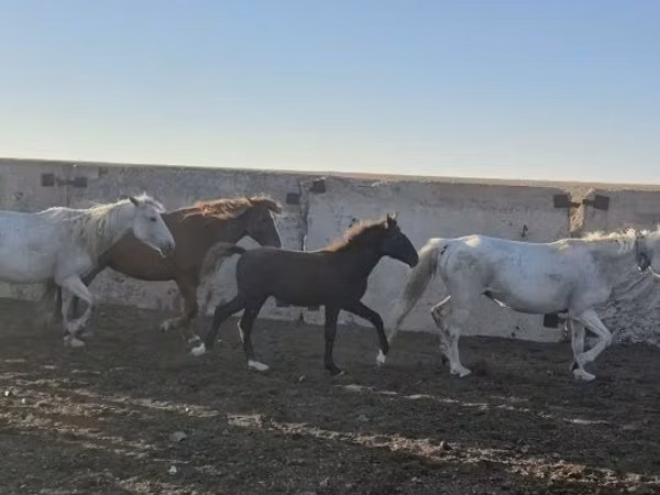 Hengst, Kazakh horse