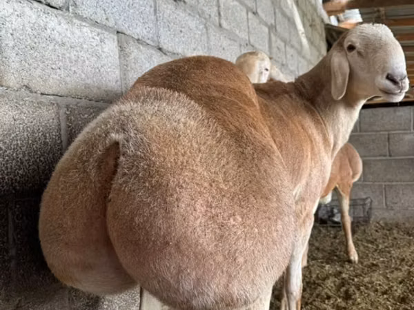 Widder, Afghan Arabi sheep
