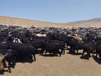 كبش, الأغنام — الصورة 2