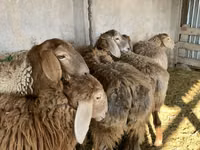 Schaf, Arashan sheep — Foto 1