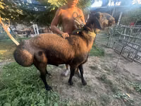 Widder, Arashan sheep — Foto 4